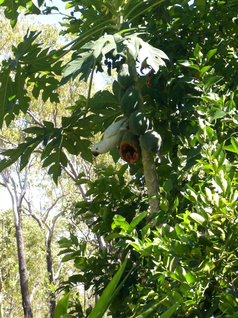 Yum, paw-paw my favourite!