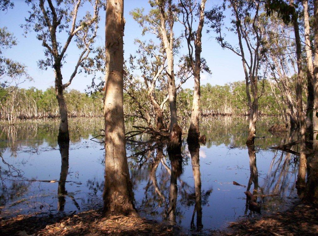 https://visitlitchfieldnt.com.au/wp-content/uploads/2019/12/0010-Table-Top-Swamp-LNP-Sue-Mornane.jpg