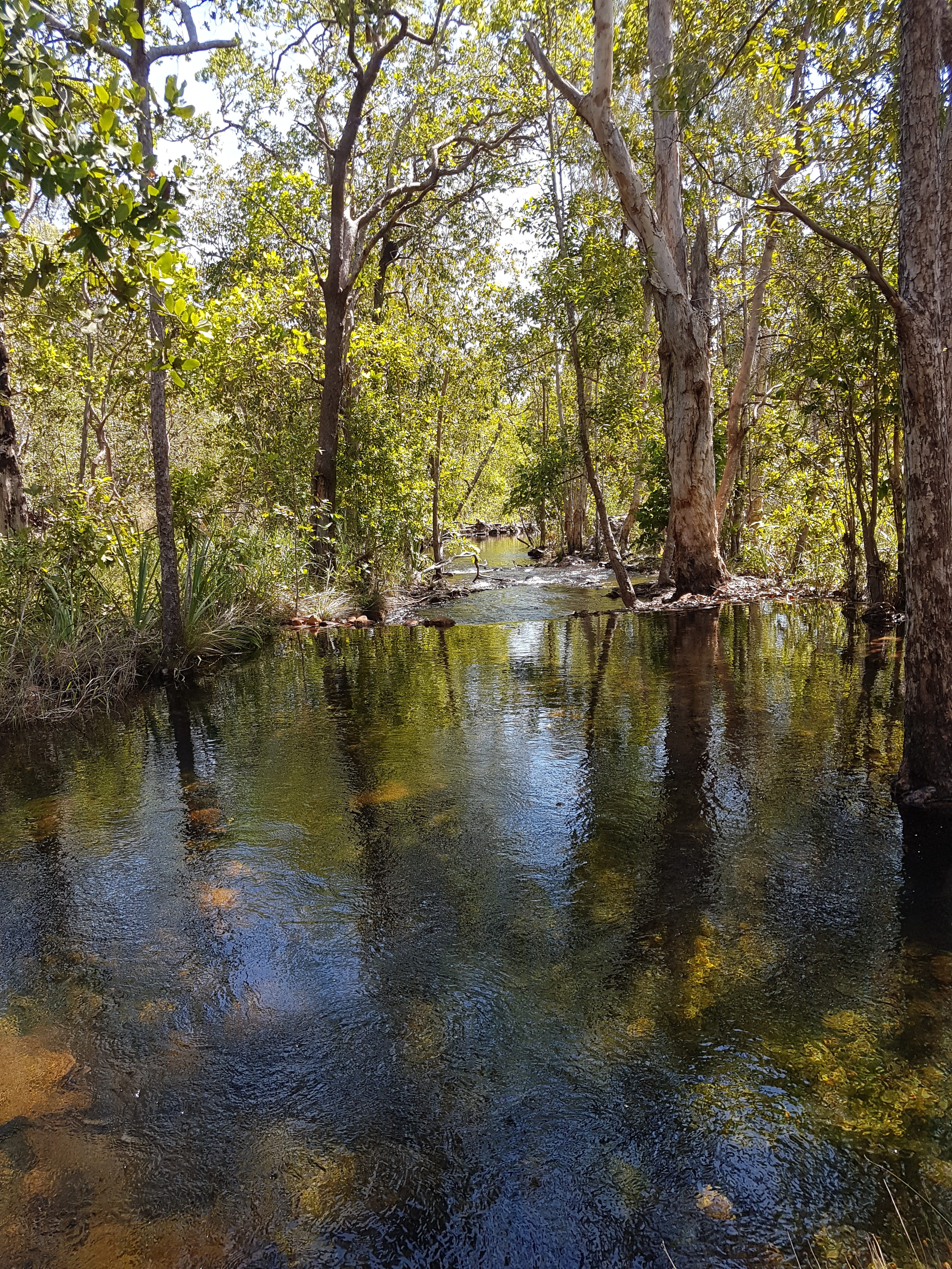 https://visitlitchfieldnt.com.au/wp-content/uploads/2019/12/0016-Shady-Creek-Walk-Linda-Douglas-e1576212774841.jpg