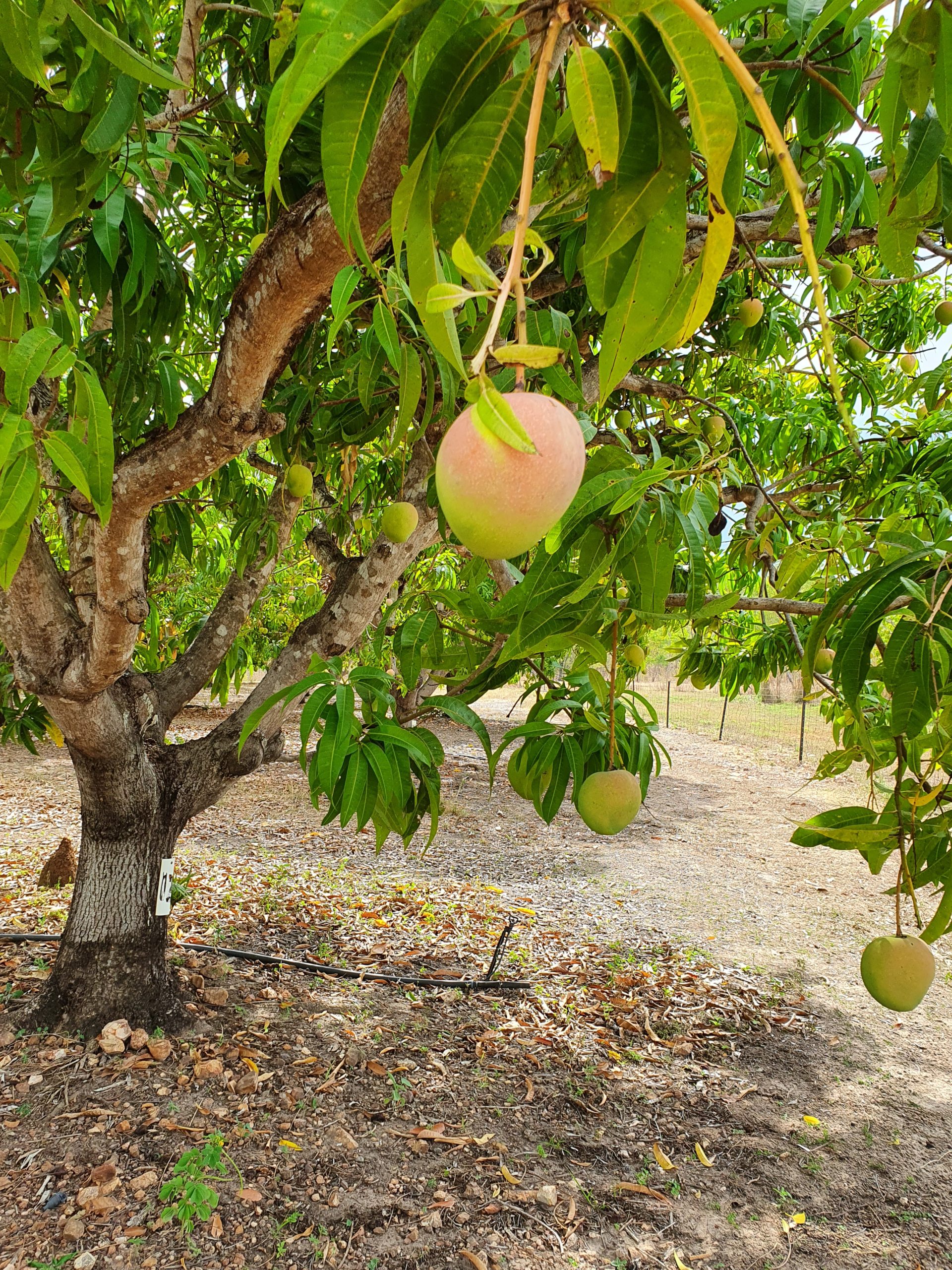 Mango Tree nearly ready to pick