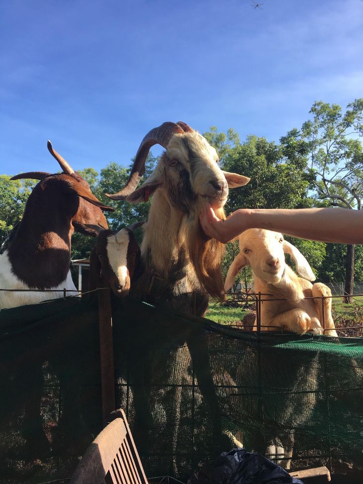 https://visitlitchfieldnt.com.au/wp-content/uploads/formidable/3/goats.jpeg