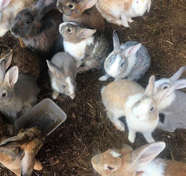 https://visitlitchfieldnt.com.au/wp-content/uploads/formidable/3/rabbits-1.jpeg